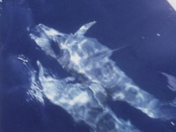 Törn 1990